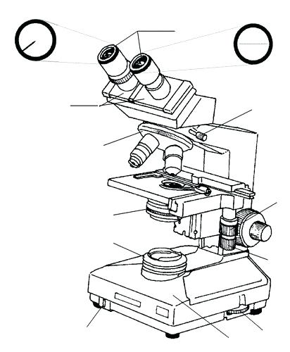 Microscope Drawing Worksheet at PaintingValley.com | Explore collection ...