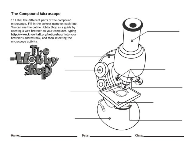 Microscope Drawing Worksheet at PaintingValley.com | Explore collection ...