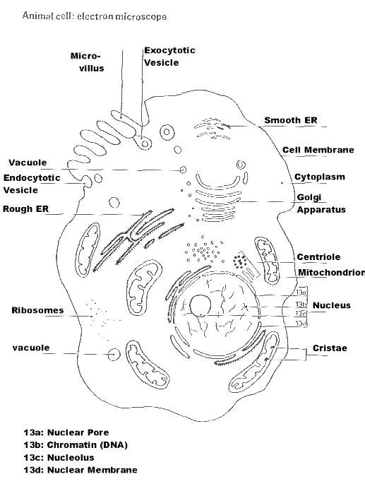 Microscope Drawing Worksheet at PaintingValley.com | Explore collection ...