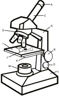 236x383 free printable microscope diagram worksheet - Microscope Easy Drawing