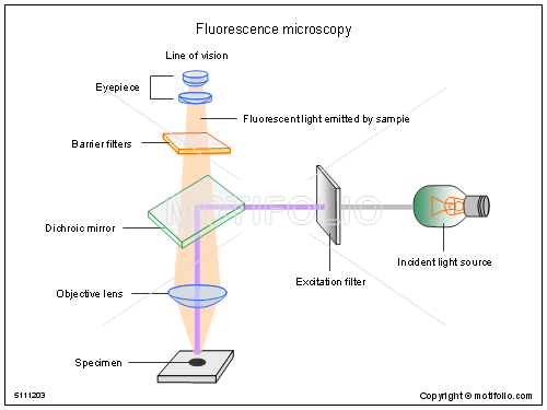 500x375 Fluorescence Microscopy Illustrations - Microscope Easy Drawing