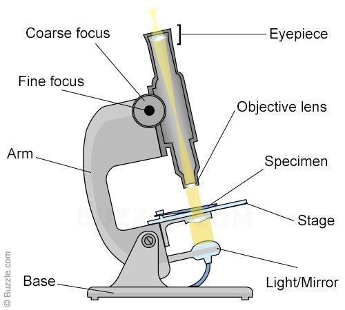 microscopy-paintings-search-result-at-paintingvalley