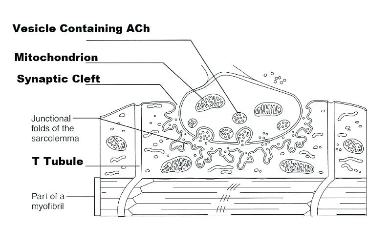 800x461 Microscope Drawing With Parts Diagram Labeled Unlabeled And Blank - Microscope Easy Drawing