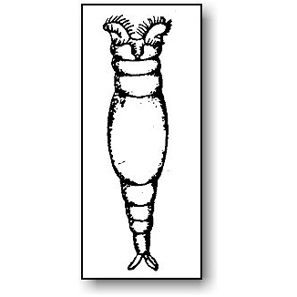 326x326 pond water critters protozoan guide microbus microscope - Microscope Easy Drawing