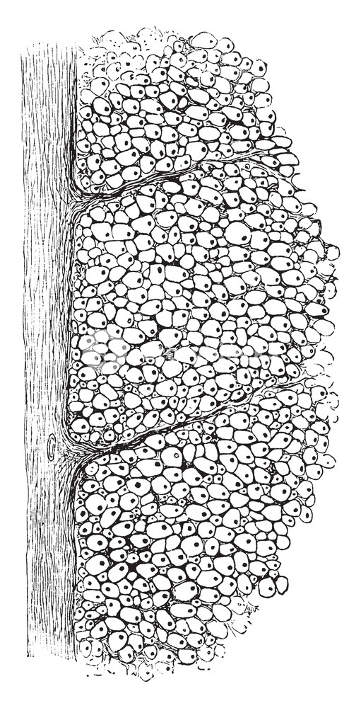 511x1000 Transverse Section Through The White Matter Of The Cord As Seen - Microscope Line Drawing