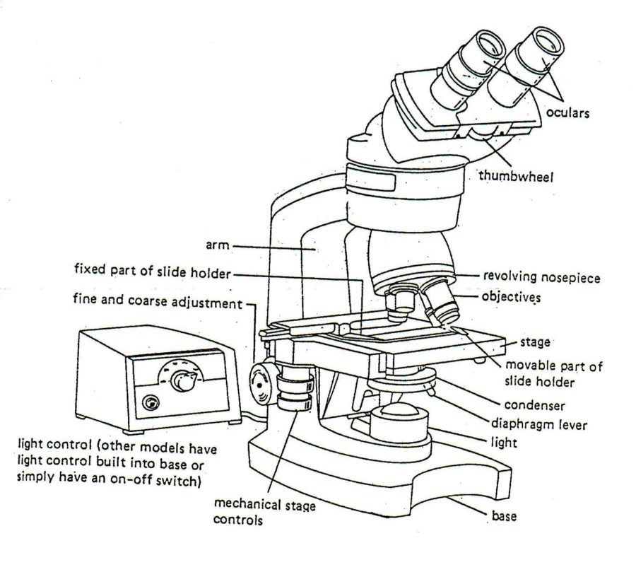 Microscope Parts Drawing at PaintingValley.com | Explore collection of ...