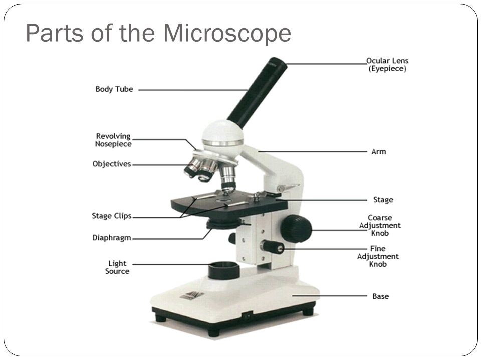 Microscope Parts Drawing at PaintingValley.com | Explore collection of ...