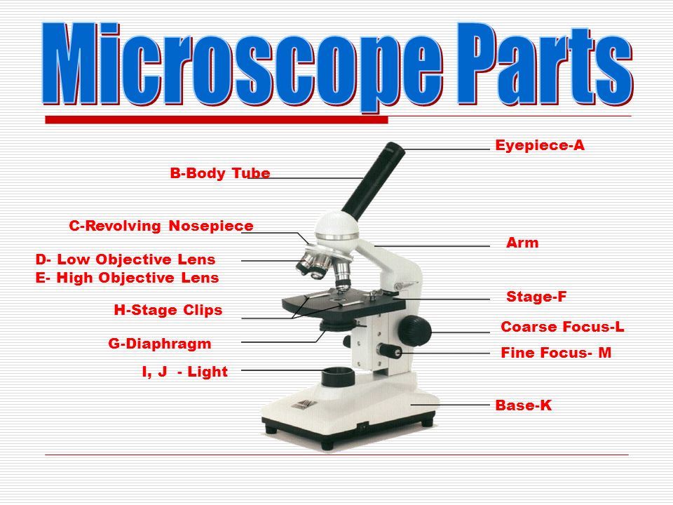960x720 introduction to the microscope care, parts, focusing wet - Microscope Parts Drawing