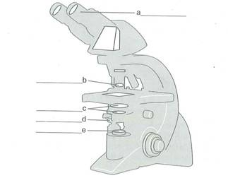 323x252 solved label the parts of the compound light microscope - Microscope Parts Drawing