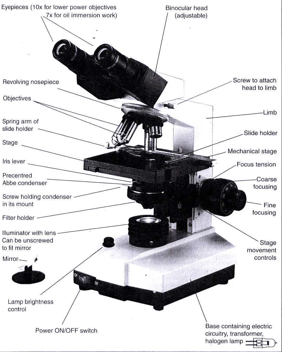 933x1163 Exe - Microscope Parts Drawing
