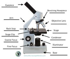 236x198 Microscope Diagram - Microscope Parts Drawing