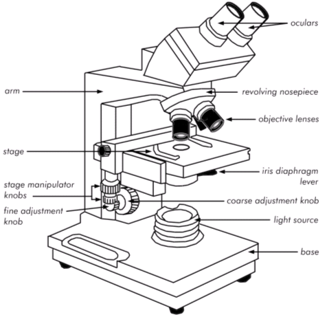 476x461 Pbstatemicrobiology - Microscope Parts Drawing