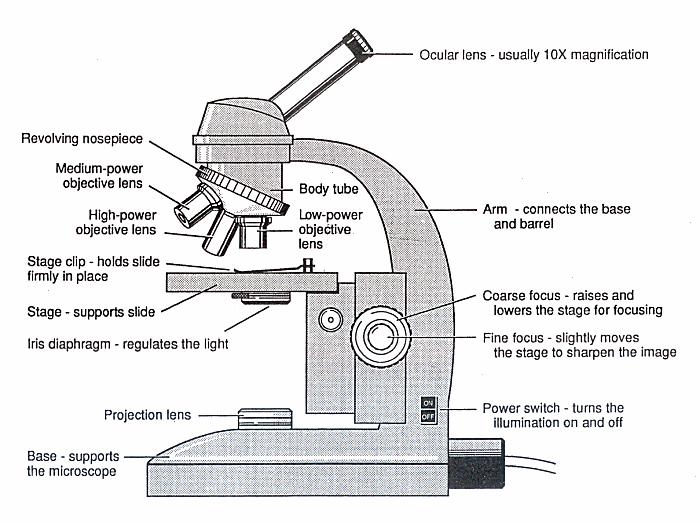 700x523 The Microscope - Microscope Parts Drawing