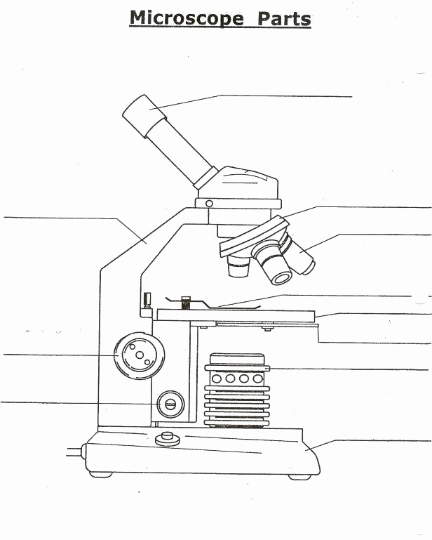 Microscope Parts Drawing at PaintingValley.com | Explore collection of ...