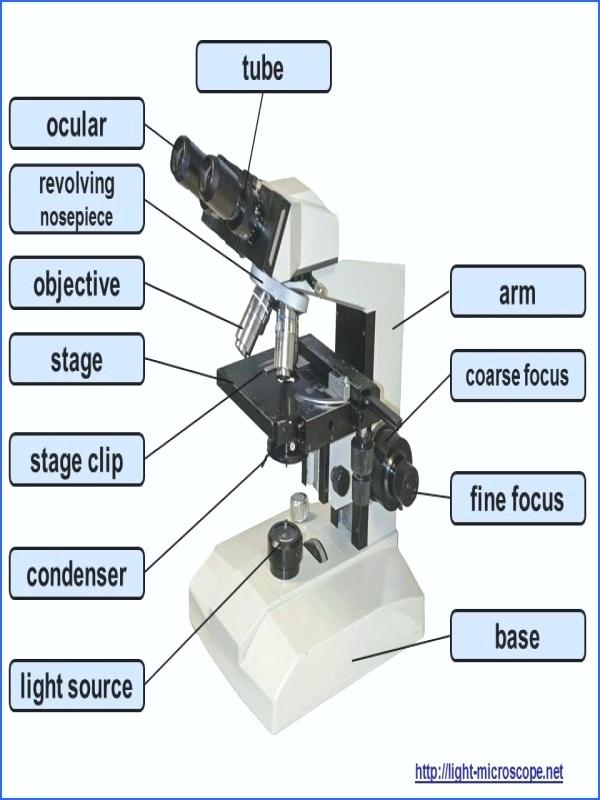 Microscope Parts Drawing at PaintingValley.com | Explore collection of ...