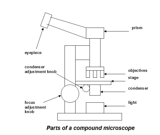 538x455 compound microscopes parts and terms microscope diagram hd - Microscope Parts Drawing
