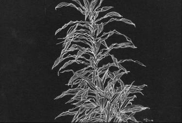 375x254 midnight drawing - Midnight Drawing