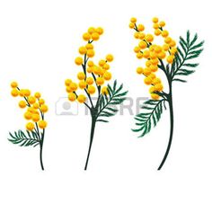 236x236 image gallery mimosa drawing - Mimosa Drawing