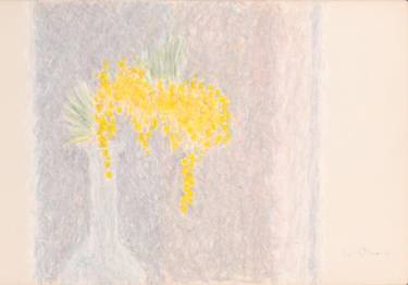 375x262 mimosa drawing - Mimosa Drawing