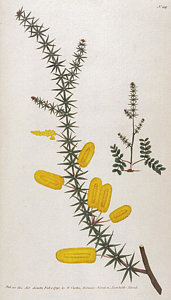 171x300 mimosa drawings fine art america - Mimosa Drawing