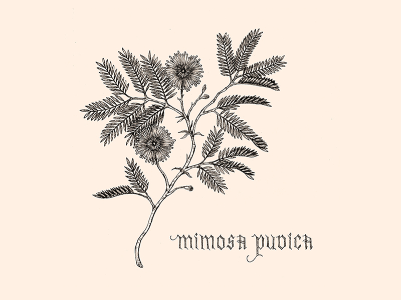 800x600 mimosa pudica - Mimosa Drawing