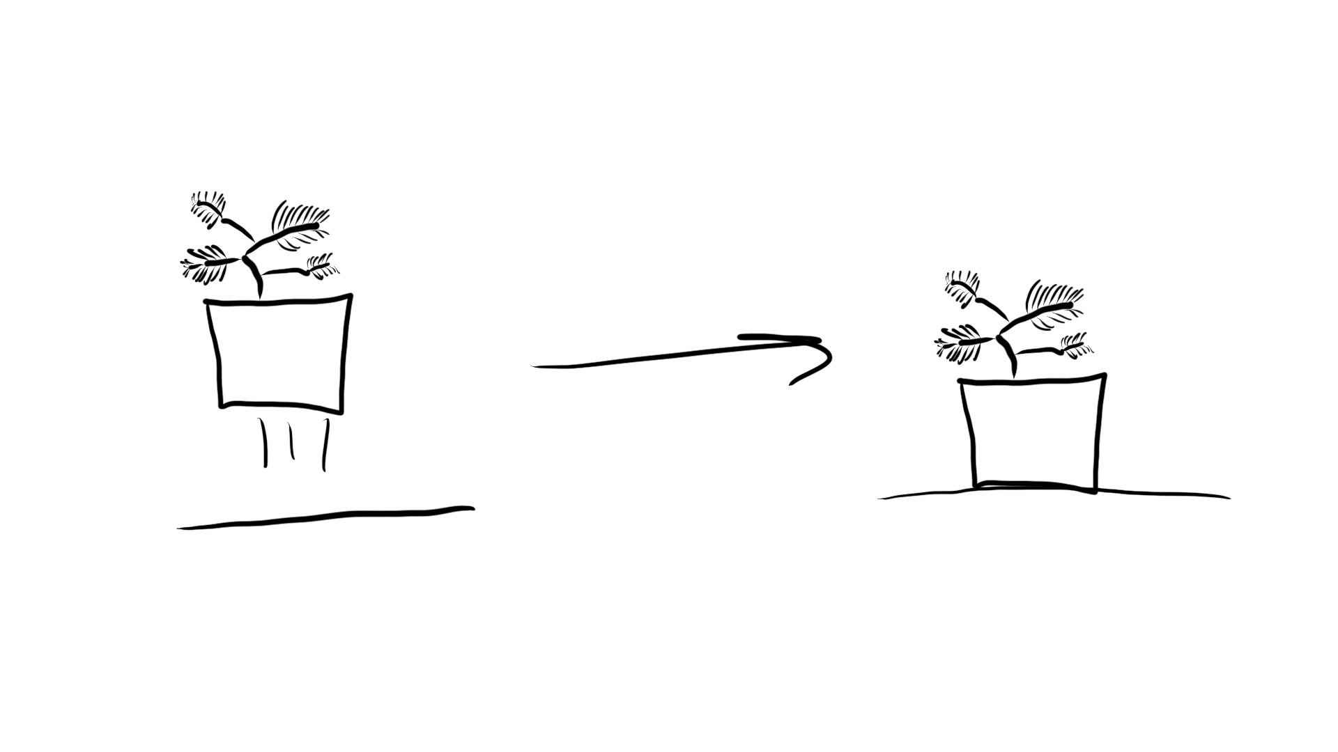 1920x1080 mimosa plant learning - Mimosa Drawing