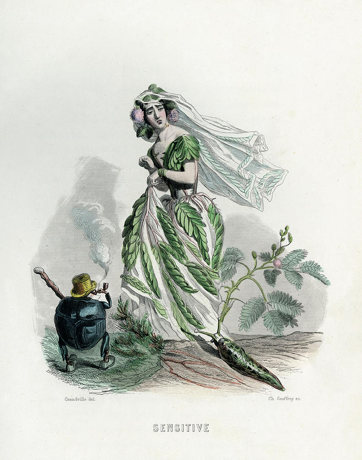 708x900 sensitive - Mimosa Drawing