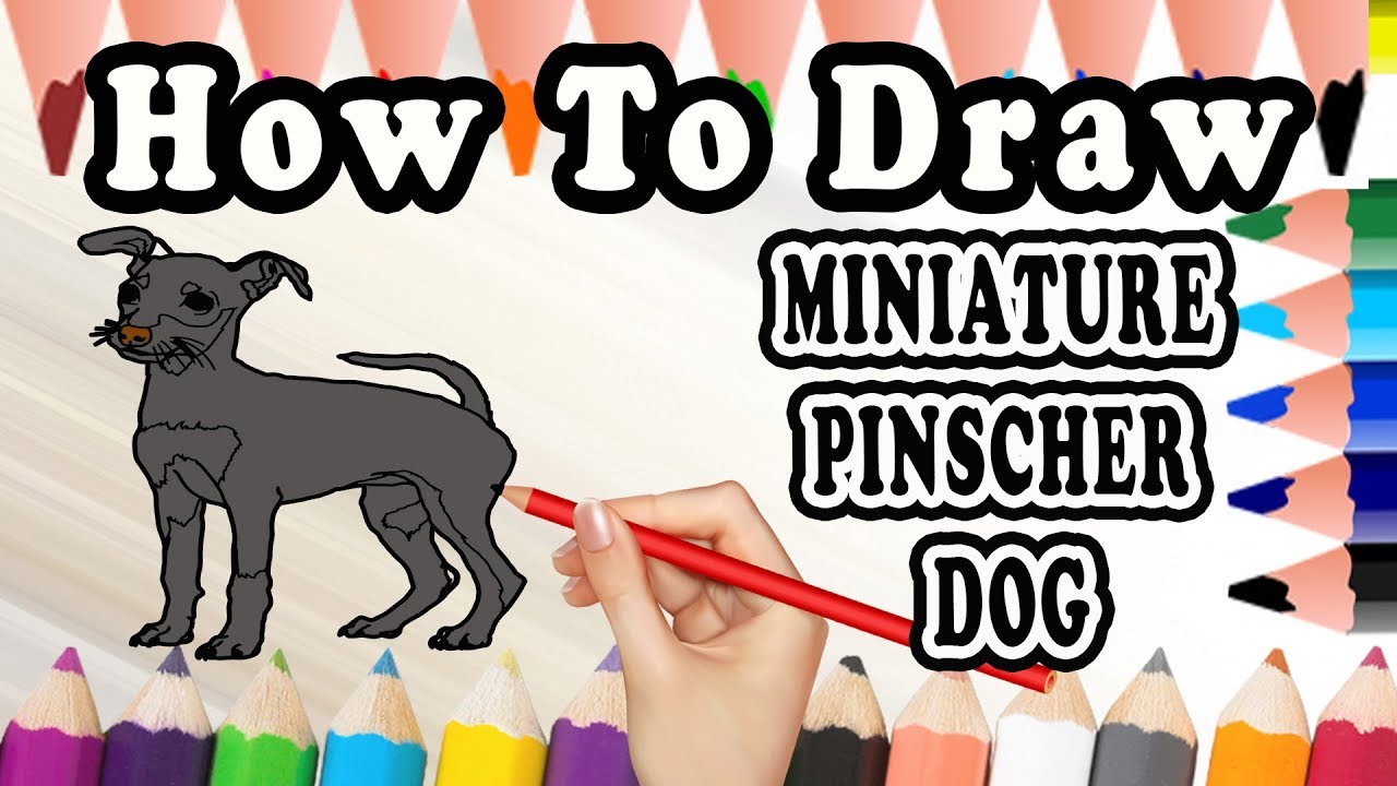 1280x720 How To Draw A Miniature Pinscher Dog - Miniature Pinscher Drawing