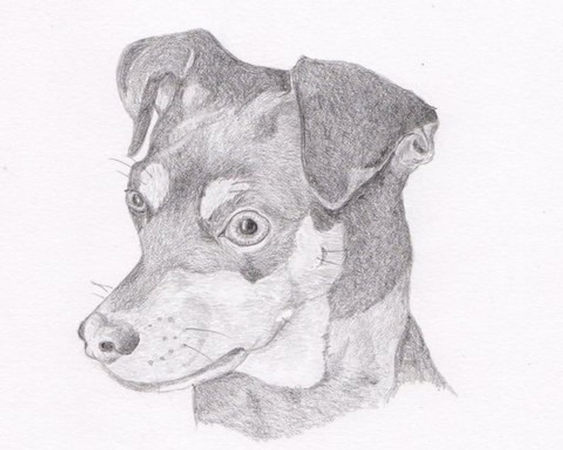 Miniature Pinscher Drawing at PaintingValley.com | Explore collection ...