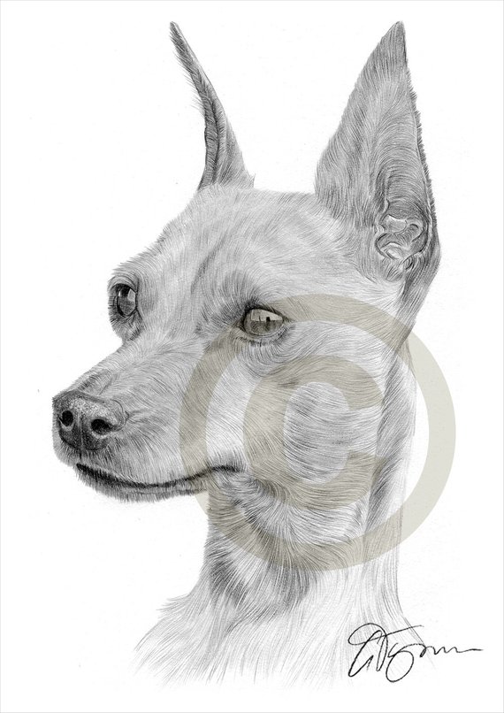 570x806 miniature pinscher pencil drawing print artwork signed - Miniature Pinscher Drawing