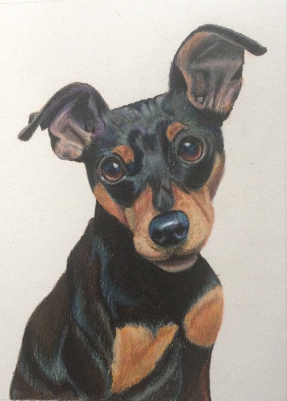 570x796 miniature pinschers min pins - Miniature Pinscher Drawing
