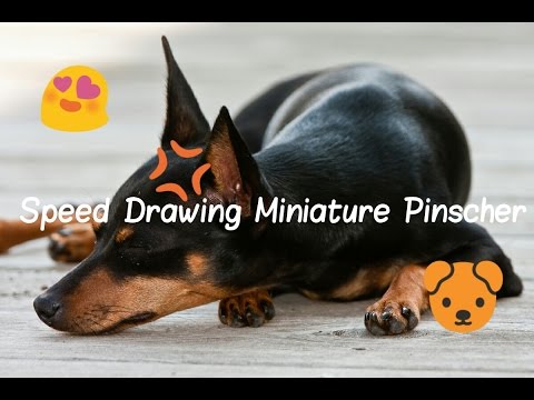 480x360 speed drawing miniature pinscher - Miniature Pinscher Drawing