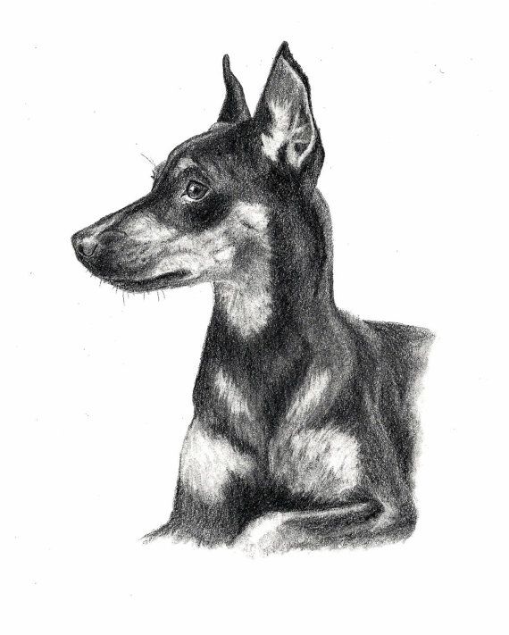 570x711 the miniature pinscher print min pins - Miniature Pinscher Drawing