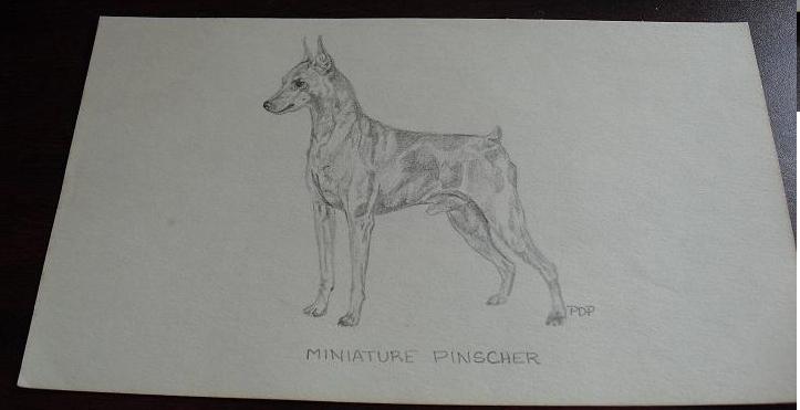 723x371 vintage miniature pinscher graphite drawing, whybidmore collectibles - Miniature Pinscher Drawing