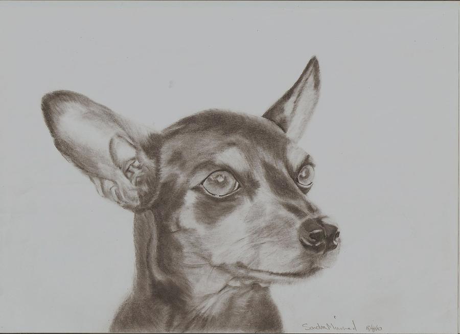 900x654 Miniature Pinscher Tronter Drawing - Miniature Pinscher Drawing