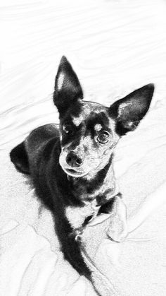 236x419 Miniature Pinscher Drawing - Miniature Pinscher Drawing