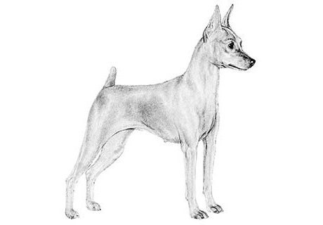 460x320 Dawn Bonelli - Miniature Pinscher Drawing