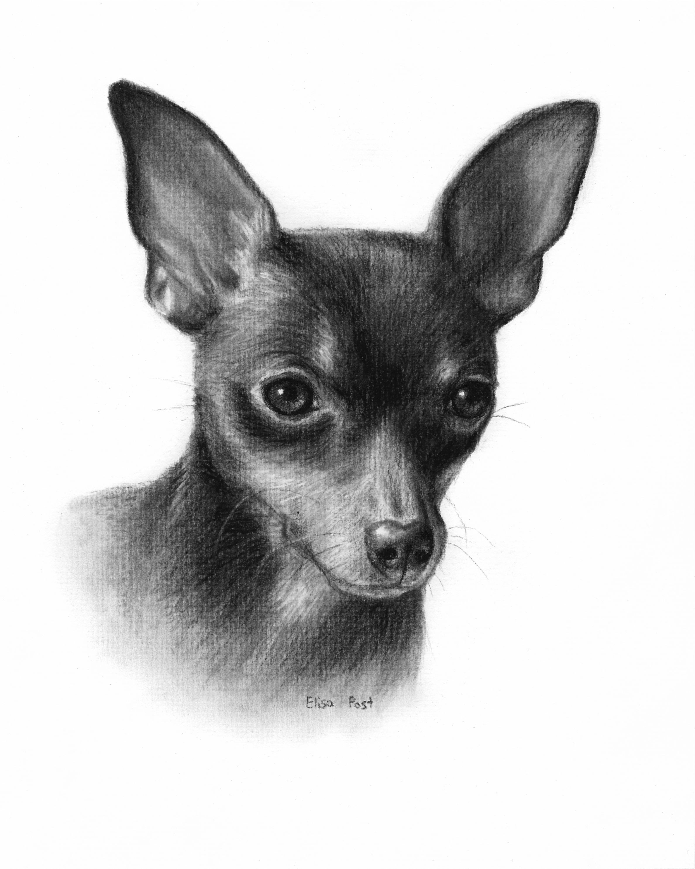 2376x2970 dog portrait drawing, dog drawing custom, custom pet drawing - Miniature Pinscher Drawing