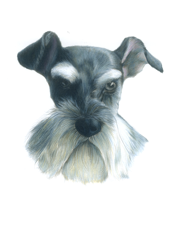 Miniature Schnauzer Drawing at PaintingValley.com | Explore collection ...
