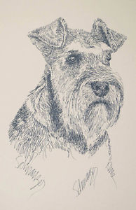 194x300 Miniature Schnauzer Dog Art - Miniature Schnauzer Drawing
