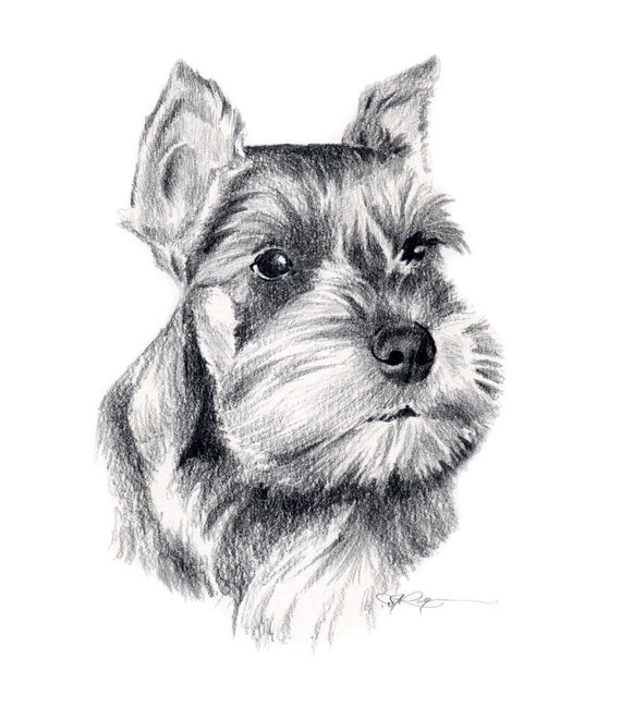 570x650 Miniature Schnauzer Dog Pencil Drawing Art Print - Miniature Schnauzer Drawing