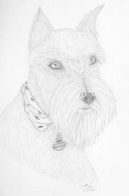 263x400 Miniature Schnauzer - Miniature Schnauzer Drawing