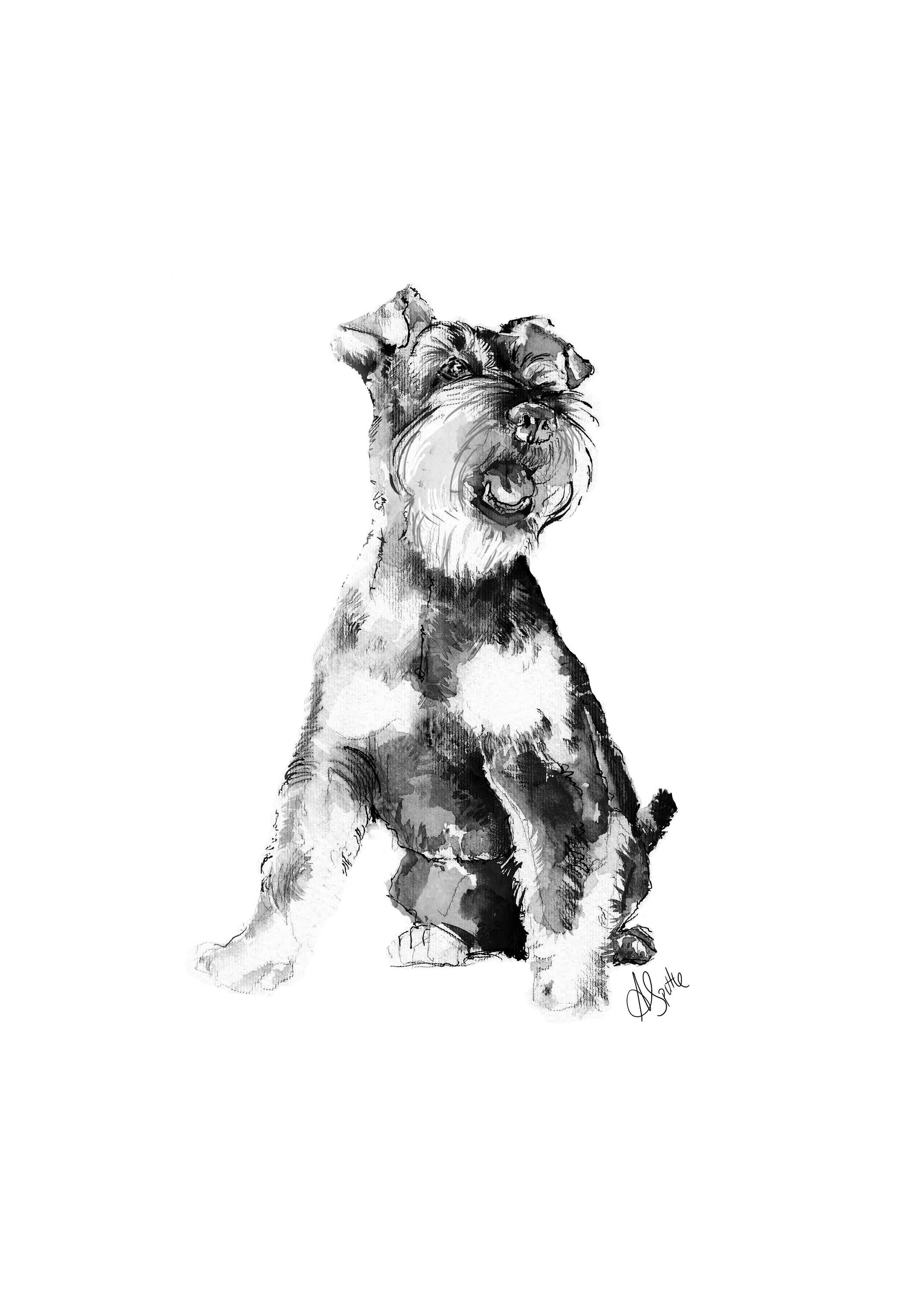 2121x3000 Miniature Schnauzer - Miniature Schnauzer Drawing