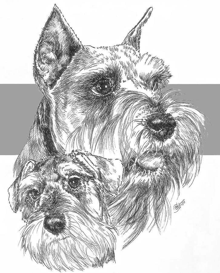 726x900 miniature schnauzer and pup drawing - Miniature Schnauzer Drawing
