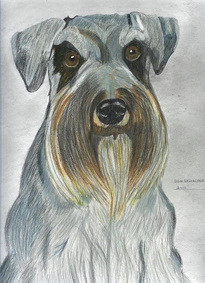 654x900 Miniature Schnauzer Drawing - Miniature Schnauzer Drawing