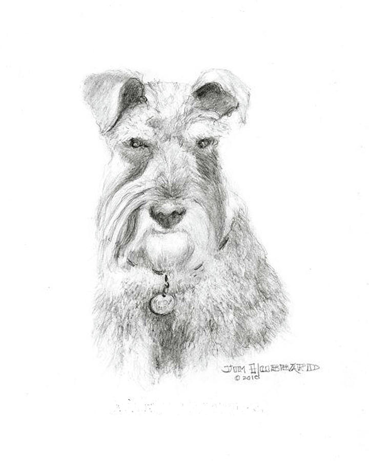 720x900 Miniature Schnauzer Drawing - Miniature Schnauzer Drawing