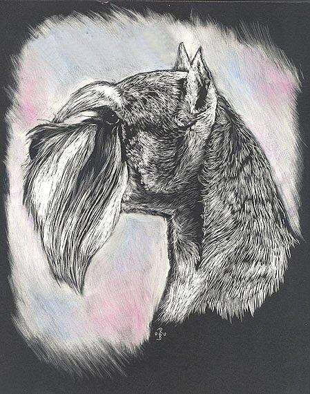 449x570 Miniature Schnauzer Drawing - Miniature Schnauzer Drawing