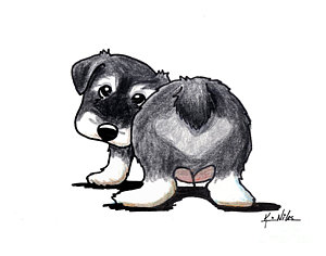 300x236 Miniature Schnauzer Drawings Fine Art America - Miniature Schnauzer Drawing