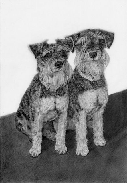 445x640 Miniature Schnauzer Dog Drawing - Miniature Schnauzer Drawing