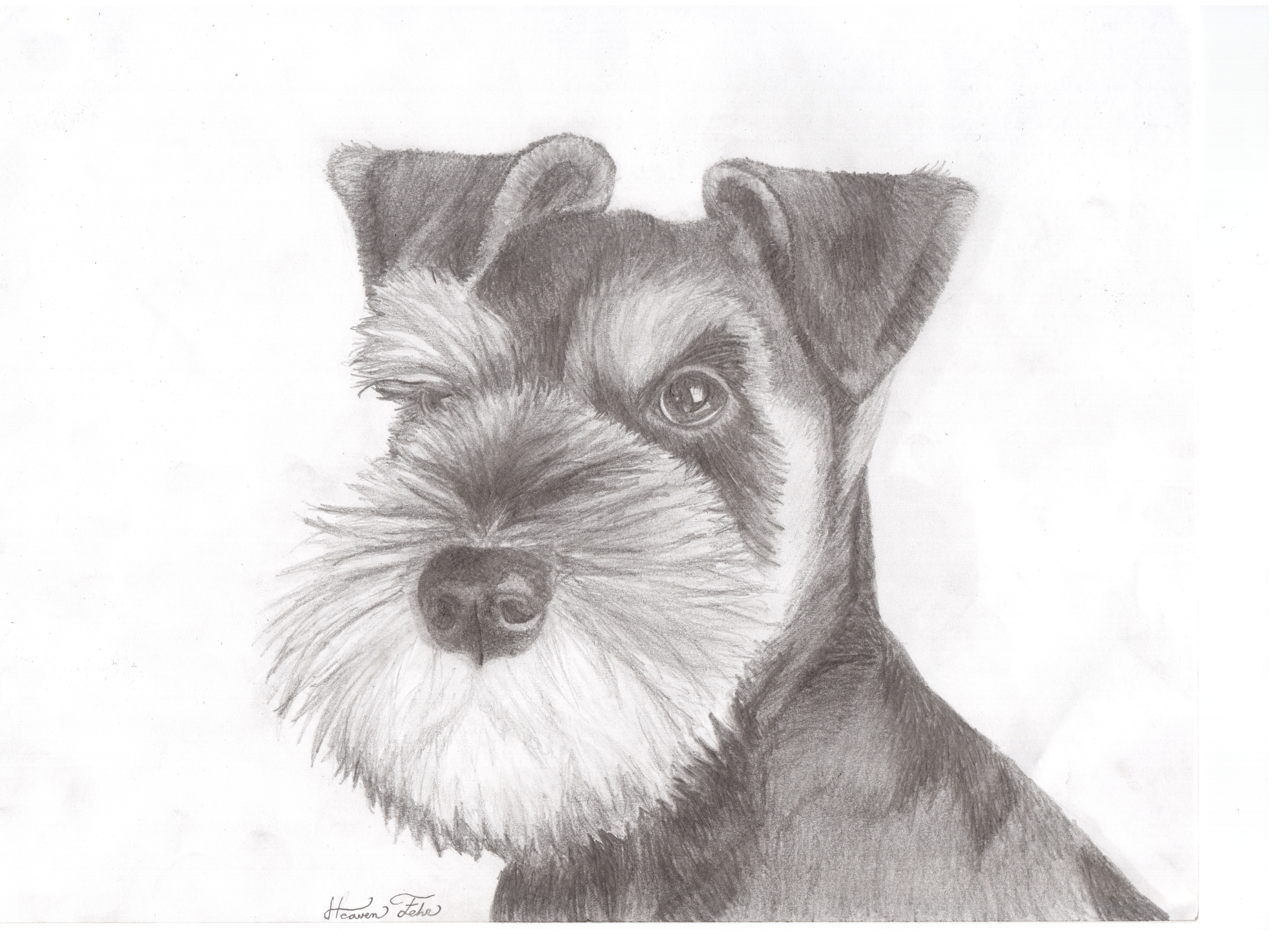 7020x5100 Miniature Schnauzer Drawing - Miniature Schnauzer Drawing